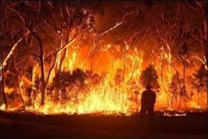 उत्तराखंड में 24 घंटे में जंगलों में आग की 46 घटनाएं