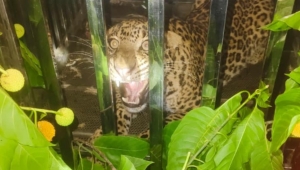 वन विभाग की सतर्कता से टला बड़ा खतरा, केरावाहारा में तेंदुआ सुरक्षित पकड़ा गया