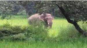 असम:जंगली हाथी ने दो वनरक्षकों समेत तीन लोगों को कुचलकर मार डाला
