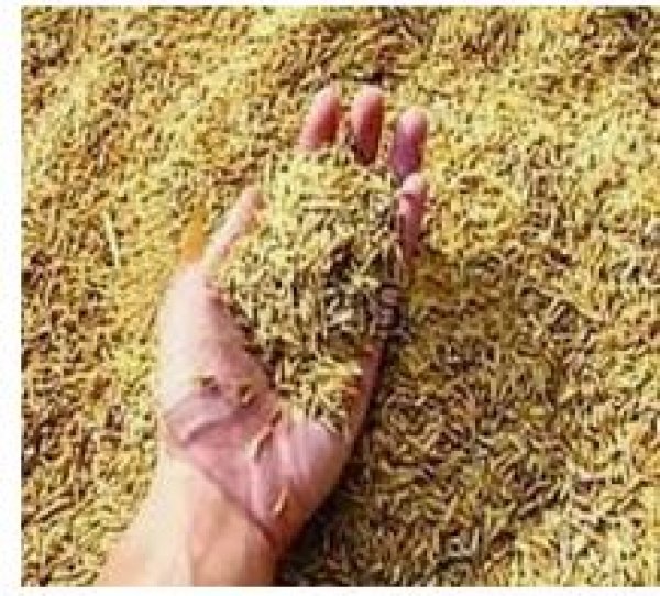 प्रशासनिक स्तर पर धान खरीदी की तैयारी शुरू