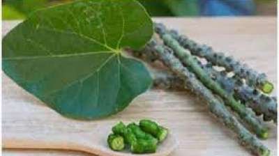 गिलॉय सेवन का सही तरीका जाने