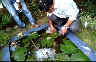 सुंदर नीलकमल और मनीप्लांट के तले पल रहे थे डेंगू के लार्वा