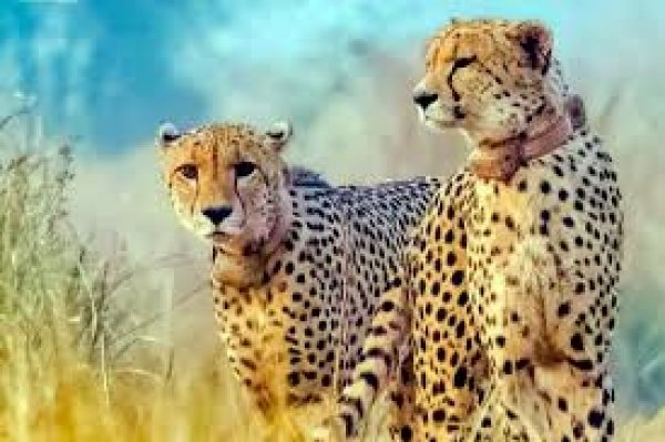चीता प्रोजेक्ट के लिए खतरा बन सकती है जंगल आग