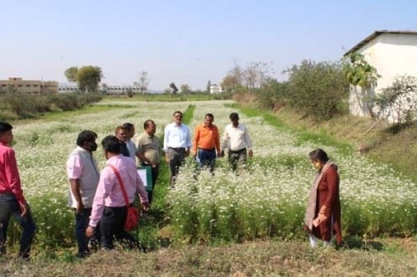 प्रबंध संचालक आसना ने रायगढ़ के बीजीय मसाला फसलों एवं हल्दी के विभिन्न किस्मों को देखा