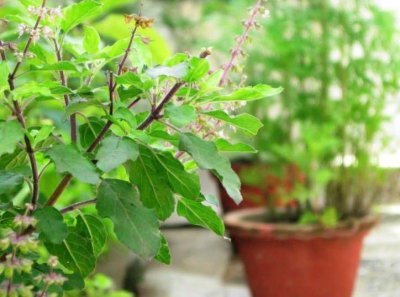 हेल्थ के लिए तुलसी के हैं कई फायदे