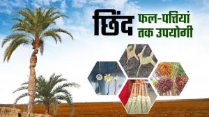 बस्तर की नई वैश्विक पहचान : जंगलों में फेंके जाने वाले छिंद के बीजों से तैयार हुई अनोखी हर्बल कॉफी
