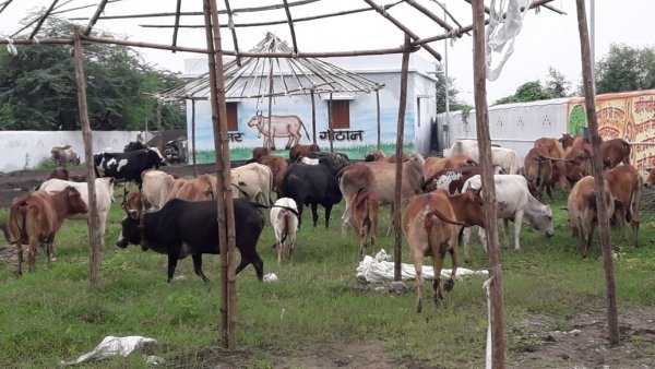 सड़कों पर बैठने और घूमने वाले 64 मवेशियों को निगम ने भेजा गौठान