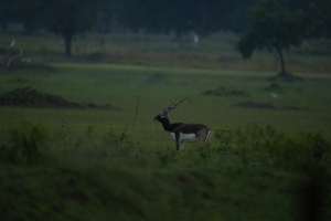 Chhattisgarh&rsquo;s Barnawapara Wildlife Sanctuary Emerges as a Beacon of Blackbuck Revival
