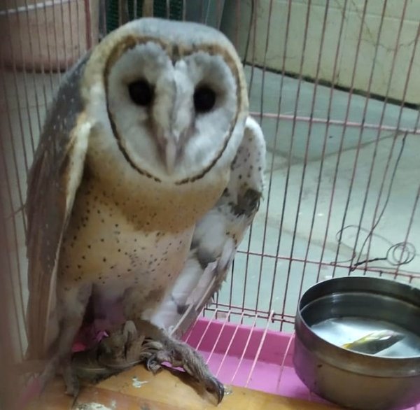 वन भवन से उल्लू का रेस्क्यू