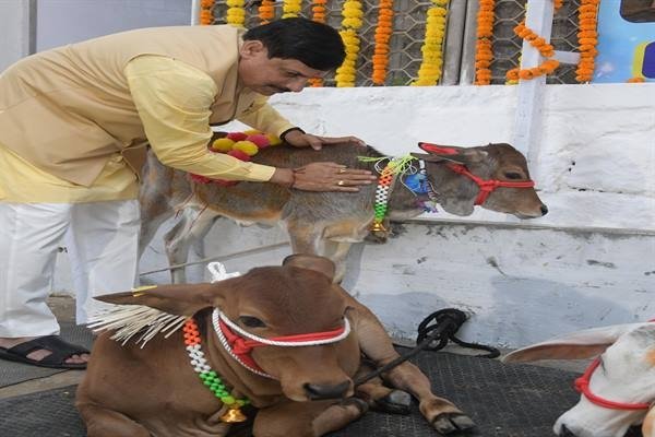 मुख्यमंत्री डॉ. यादव ने की गोवर्धन पूजा की तैयारी