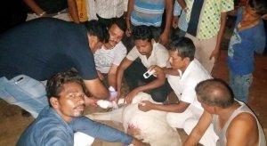 दर्द से कराह रहीं गाय व बछड़े की तड़प नहीं गया देखा, चंदा कर इलाज कराया