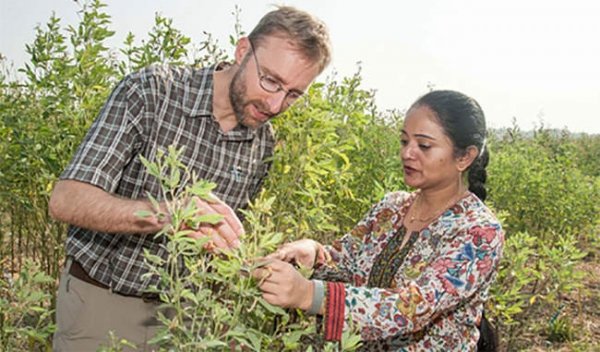 अरहर की इन जंगली प्रजातियों से मिल सकती हैं बेहतर किस्में