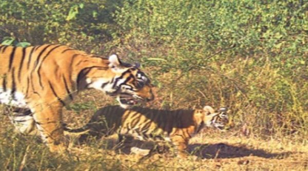 मोहन सरकार का बड़ा फैसला, मध्य प्रदेश का आठवां टाइगर रिजर्व कहलाएगा रातापानी