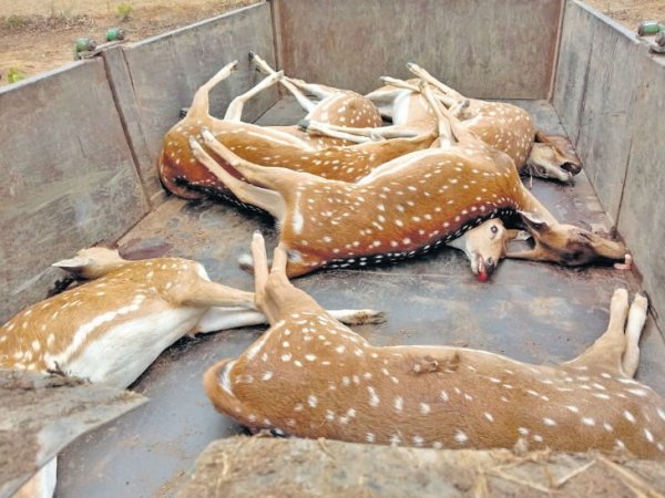 पानी में यूरिया मिला 12 हिरणों काे मारा, डॉग स्क्वाड ने 9 घंटे में आरोपी दबोचा