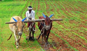 मोदी सरकार की नीतियों की वजह से ही तेजी से बढ़ी है किसानों की आय