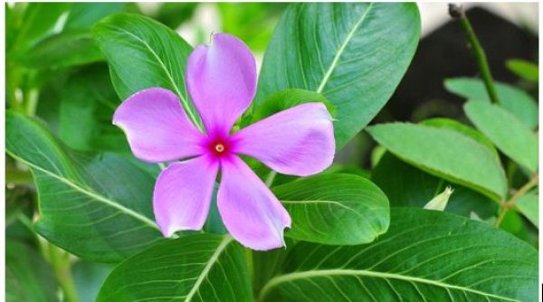 सदाबहार का पौधा डायबिटीज से दिलाता है छुटकारा