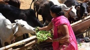 कमलनाथ सरकार की बड़ी पहल बछिया के प्रजनन के लिए उत्तराखंड जैसी सीमन लैब राजधानी में