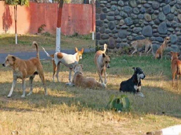 पढ़ाई कर घर लौट रही बच्ची पर कुत्तों ने किया हमला, कान नोंचा