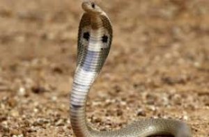 जशपुर के एक प्राथमिक शाला में दो छात्रों को सांप नें काटा, मौत