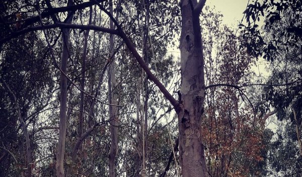 खौफनाक! पति को पेड़ से बांधकर पत्नी के साथ चार लोगों ने किया सामूहिक बलात्कार, 2 नाबालिग समेत 10 लोग गिरफ्तार