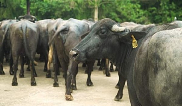 हथियारबंद बदमाशों ने किया डेयरी पर हमला, लूट ले गए 18 भैंस