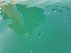 स्विमिंग पूल में मस्ती करना कही पड़ न जाये भारी-प्रतीक सोनी