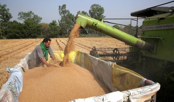 आखिर सरकार को अचानक गेंहू के निर्यात को रोकने का फैसला क्यों करना पड़ा?