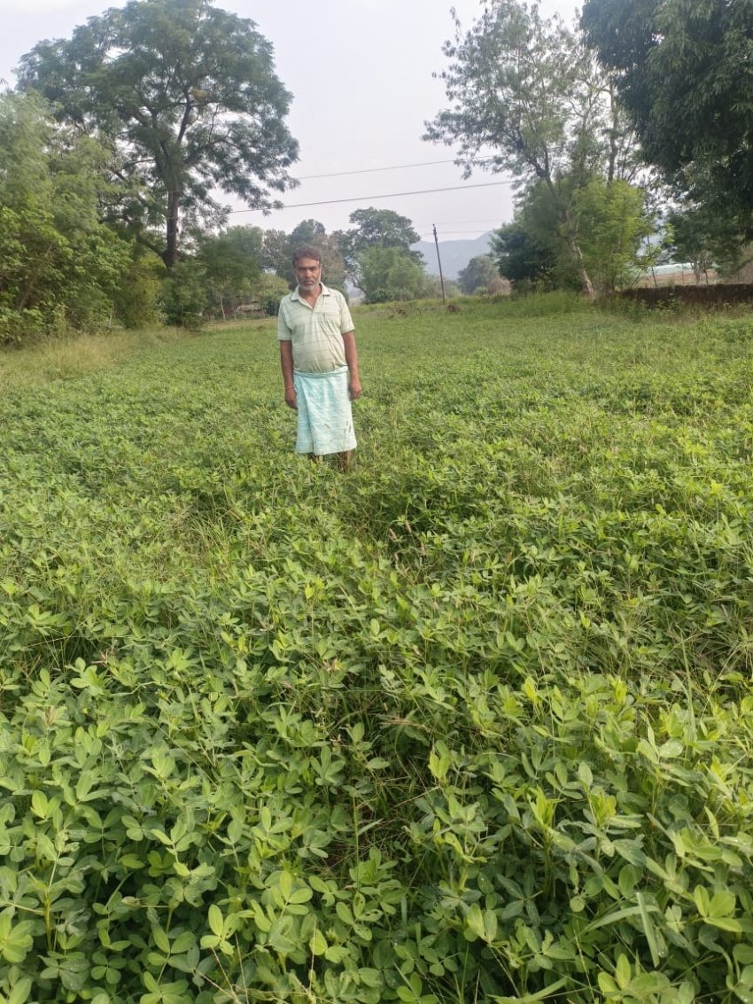 गर्मी के मौसम में मूंगफली की खेती बनी किसानों के लिए लाभदायक विकल्प गर्मी के मौसम में