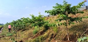 छत्तीसगढ़ के राष्ट्रीय राजमार्ग बन रहे ग्रीन कॉरिडोर : एनएचएआई ने इस साल लगाए 2.71 लाख पौधे