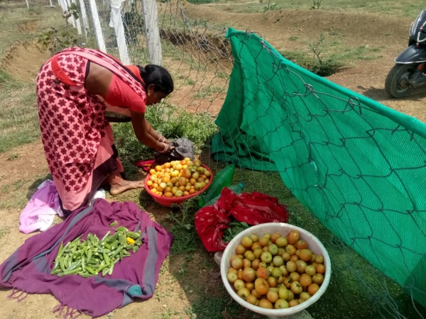सब्जी के उत्पादन से बढ़ी महिला समूह की आमदनी : आय के साथ अब बढ़ने लगा है आत्मविश्वास
