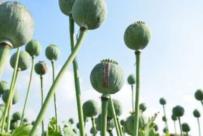 मालवा में फिर सुलग सकती है चिंगारी, सरकार से इन मुद्दों पर नाराज है किसान