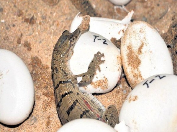 मुरैना में अंडों से निकले घड़ियालों के 8 बच्चे, तीन साल देवरी घड़ियाल केंद्र में रखे जाएंगे