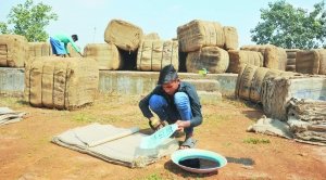 प्रदेश में धान खरीदी एक नवंबर से शुरू