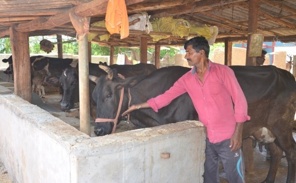 दो लाख कर्ज माफी की राशि से गौ-पालन : हर महीन दो लाख रूपए की कर रहे कमाई, 6 लोगों को दे रहे काम