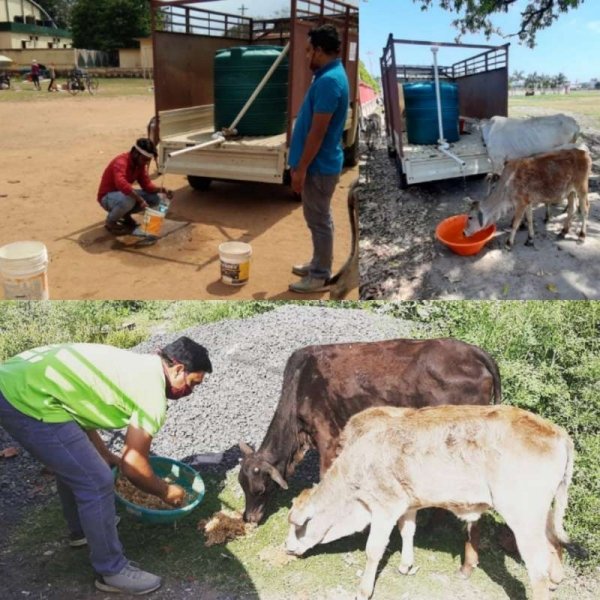 लाकडाउन में गायों की नि: स्वार्थ सेवा कर रहा धेनु सेवा संस्थान