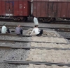 रंग ला रहा चांपावासियों का आंदोलन