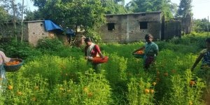 गेंदा फूल की खुशबू से महक रहा महिलाओं का जीवन