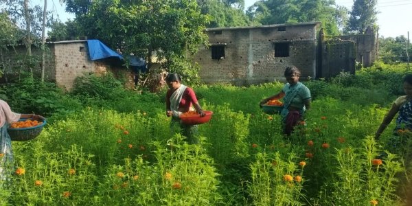 गेंदा फूल की खुशबू से महक रहा महिलाओं का जीवन