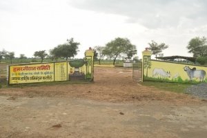 चंदली गौठान में 300 पशुओं का हो रहा देखभाल