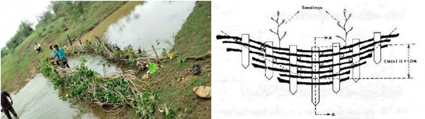 ये है ब्रशवुड, बिना लागत भूमिगत जल के रिचार्ज का बेहतरीन उदाहरण