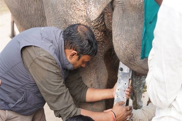 मध्यप्रदेश में पहली बार जंगली हाथी की रेडियो कॉलरिंग