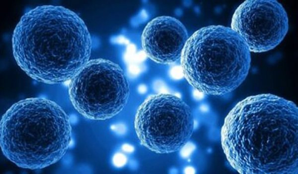 कोरोना के इलाज में उम्मीद की किरण के रूप में उभरी है स्टेम सेल थैरेपी